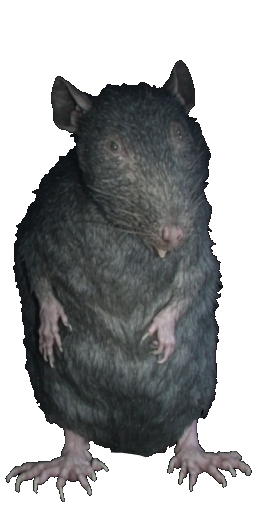 Giant Sewer Rat in Blister Online