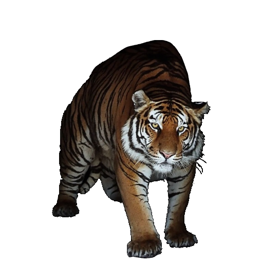 Sacred Tiger in Blister Online