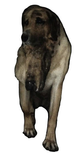 Hound in Blister Online