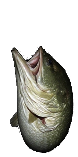 Bass Head in Blister Online