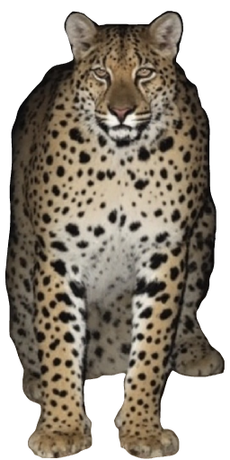 Big Cat in Blister Online