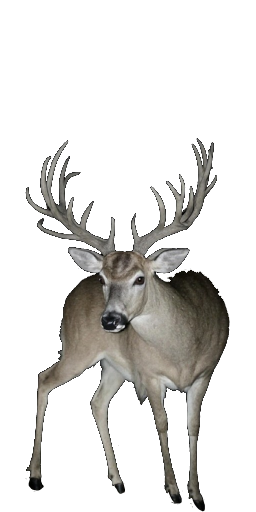 Greenheart Stag in Blister Online