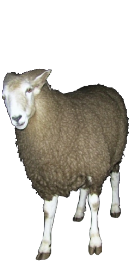 Crag Ram in Blister Online