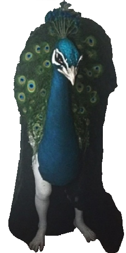 Peacock Guardian in Blister Online