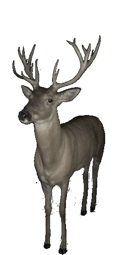 Prism Elk in Blister Online