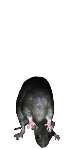 Rat in Blister Online