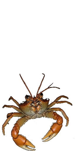 Tidestone Crab in Blister Online