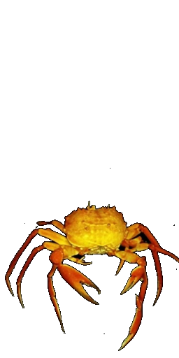 Volcanic Crab in Blister Online