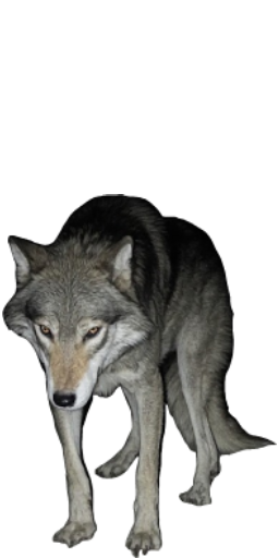 Wolf in Blister Online